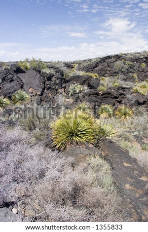 Volcanic rock - Valley of Fires Recreation Area - New Mexico