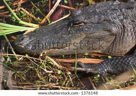 American alligator (Alligator mississippiensis) - head and front foot - Jonathan Dickenson State Park, Florida