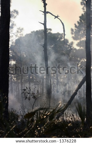 Burning underbrush - forest management - Jonathan Dickenson State Park, Florida