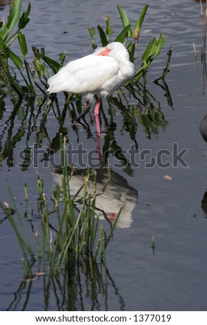 White ibis (Eudocimus albus) - standing on one leg in water - head tucked into body - Wakodahatchee Wetlands, Florida