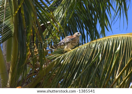 Red-Shouldered hawk, Florida variation (Buteo lineatus) - sitting on palm tree branch - Everglades National Park, Florida