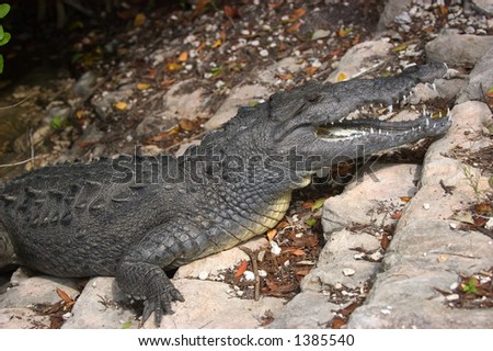 endangered crocodile