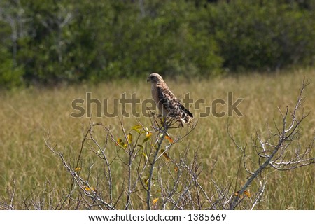 Red-Shouldered hawk, Florida variation (Buteo lineatus) - sitting on bush - Everglades National Park, Florida