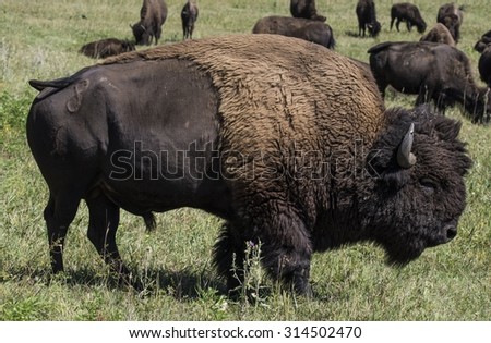 American bison (Bison bison)\
 - Custer State Park, Black Hills, South Dakota