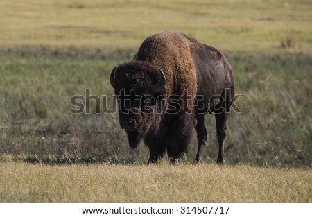 American bison (Bison bison)\
 - Wind Cave National Park, Black Hills, South Dakota