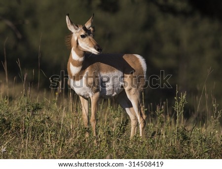 Pronghorn antelope (Antilocapra americana)\
 - Custer County, Black Hills, South Dakota