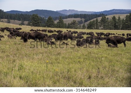 American bison (Bison bison) bull - Custer State Park, Black Hills, South Dakota