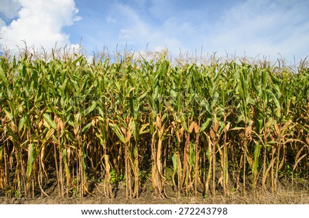 corn farm on mount