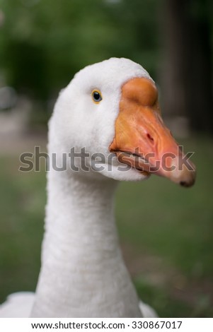 goose white goose head close up with an orange beak