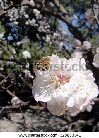 Honey bee in close-up, collecting nectar from the cherry blossoms during spring at the Summer Palace, Beijing, China.