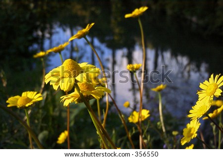 Yellow Daisy Upon a River