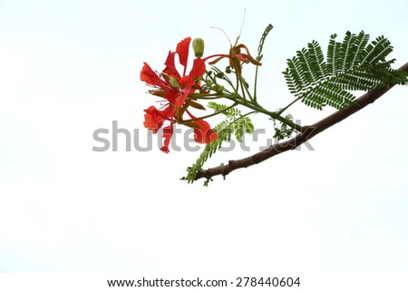 Poinciana phoenix or phoenix, is a flowering plant species live in the tropics or subtropics. Common name in English is: Flamboyant, Royal Poinciana tree and Mohur.