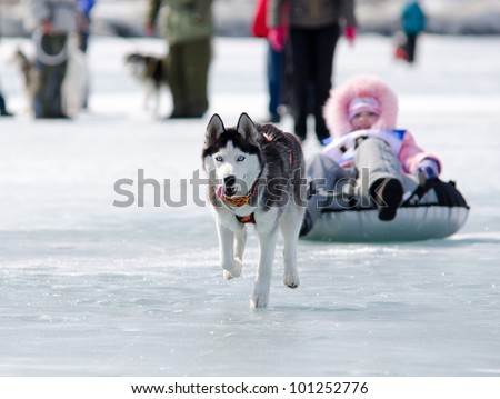 YARTSI, RUSSIA - APRIL 14: At annual Baikal Fishing the 1st Mushing on inner tubes was run, Apr 14, 2012, Yartsi, Buryatia, Russia. A Siberian husky dog pulls an identified girl on a tube on ice.