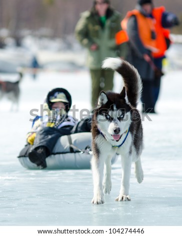 YARTSI, RUSSIA - APRIL 14: At annual Baikal Fishing the 1st Mushing on inner tubes was run, Apr 14, 2012, Yartsi, Buryatia, Russia. Siberian husky dog Zinger pulls an identified girl on a tube on ice.