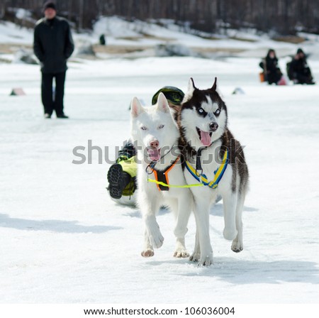 YARTSI, RUSSIA - APR 14: At annual Baikal Fishing the 1st Mushing on inner tubes was run, Apr 14, 2012, Yartsi, Buryatia, Russia. Siberian husky dogs Zinger and Michael pull an identified kid on ice.