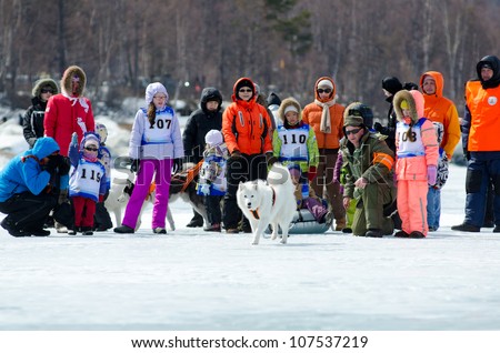 YARTSI, RUSSIA - APRIL 14: At annual Baikal Fishing the 1st Mushing on inner tubes was run, Apr 14, 2012, Yartsi, Buryatia, Russia. A Samoyed dog pulls an identified girl on a tube on ice.