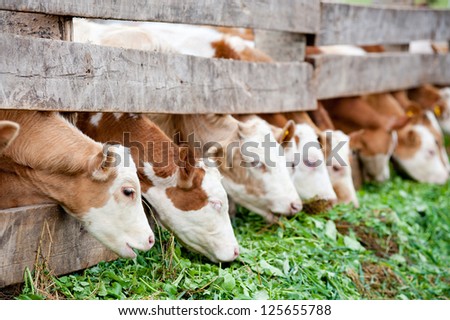 Some Farm Calves Eating Green Grass Fodder