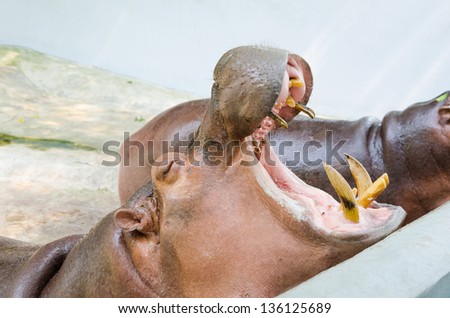 two hippopotamuses, Hippopotamus amphibius, with open mouth and big teeth