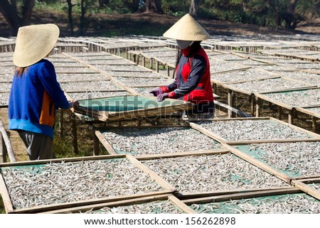 sun drying of anchovies - two Vietnamese women turn net frames with fish over