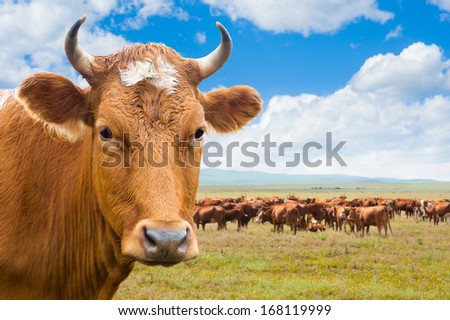 cow (head) and herd of cows grazing at green summer pasture, collage