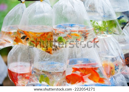 different kinds of aquarian fish in plastic bags for sale