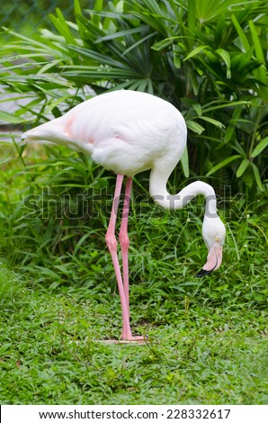 greater flamingo (Phoenicopterus roseus) stands on one leg bending its head