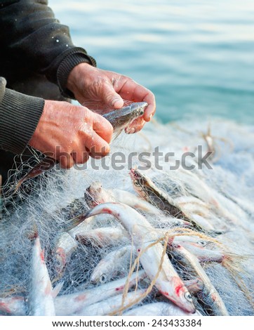 fishers hands take fish out of net - closeup shot