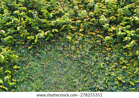 green climber plants on wall can be used as background