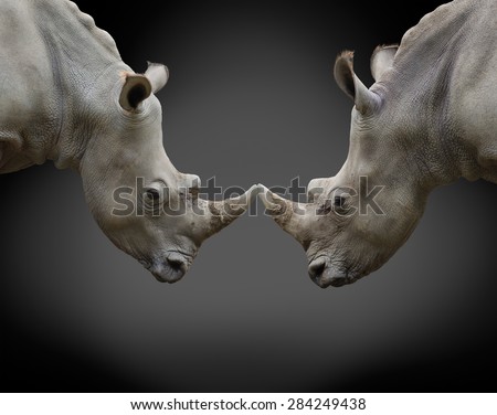 two rhinos in threat posture opposite one another