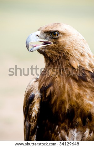 close shot of a golden eagles head