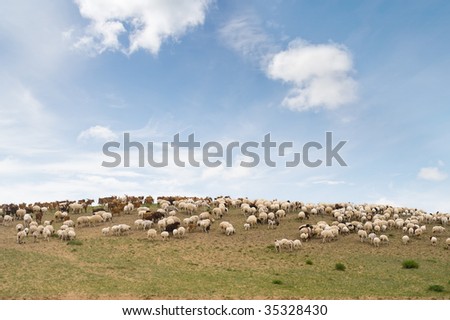 flock of sheep and goats on hill