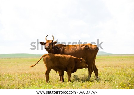 calf and cow of the Kalmyk strain