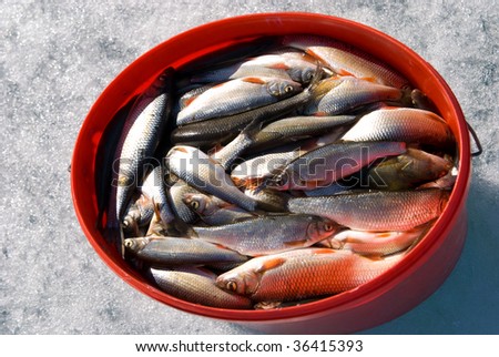 winter catch of fish at frozen Baikal