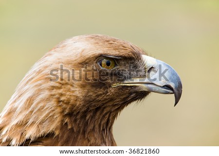 golden eagle head. Head Of A Wild Golden Eagle In