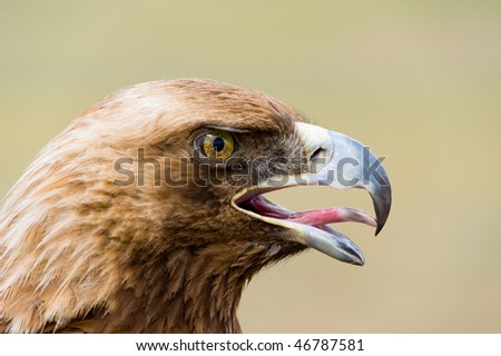 close shot of a golden eagles head in profile, open mouth, extruded tongue