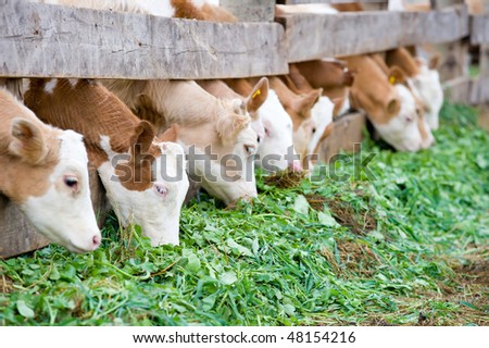 some farm calves eating green grass fodder