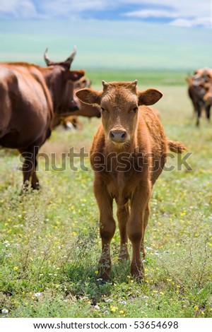 red calf with little horns among grazing cows at blooming summer meadow