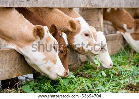 stock-photo-some-farm-calves-eating-green-grass-fodder-53654704.jpg