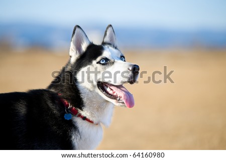 black and white husky. Husky dog, lack and white
