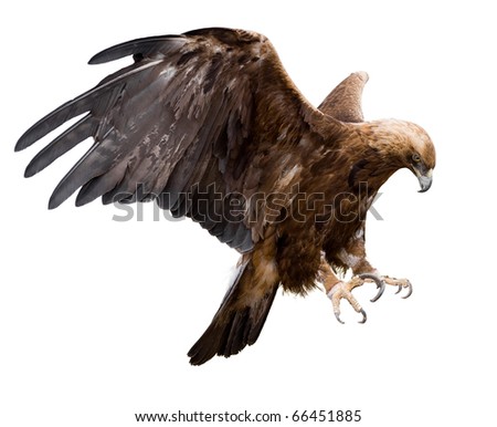 Eagle Wings Logo on Golden Eagle With Spread Wings  Isolated Stock Photo 66451885