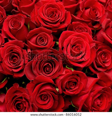 Many Red Roses