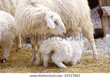 stock photo   a female sheep