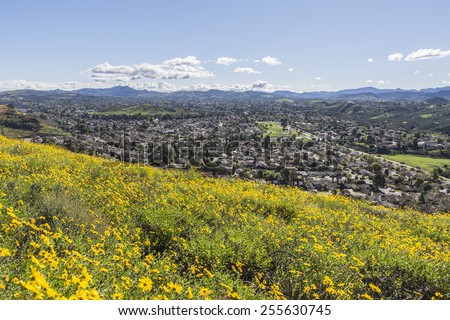 Springtime Bush Sunflower wildflower field in Wildwood Regional Park above the Los Angeles suburb of Thousand Oaks, California.