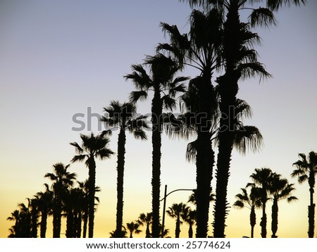 Tall California palm trees line the sunset sky.
