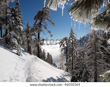 Snow shoe path through a frozen mountain forest.