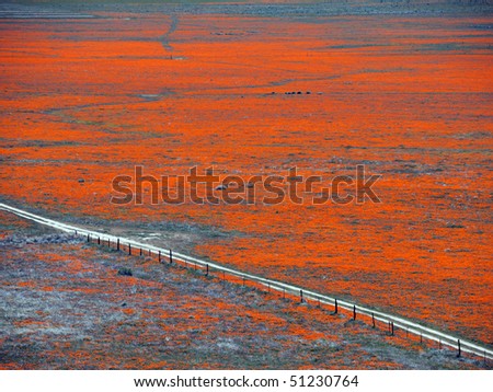 California+poppy+field