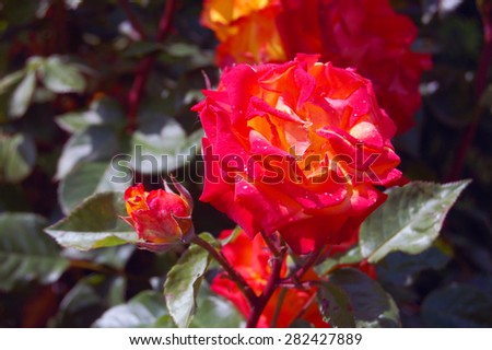 beautiful romantic summer background with roses
