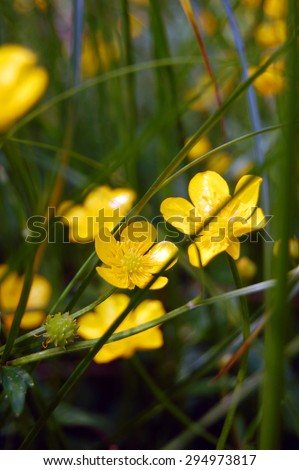 Summer background of yellow flowers