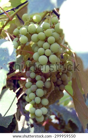 white wine grapes hanging on the wine