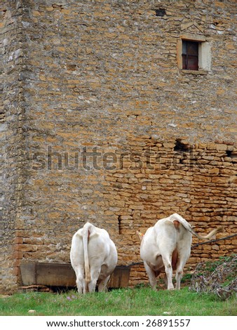old building with drinking cows